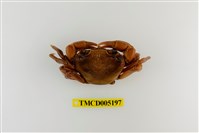 藏品(拉氏清溪蟹)的圖片